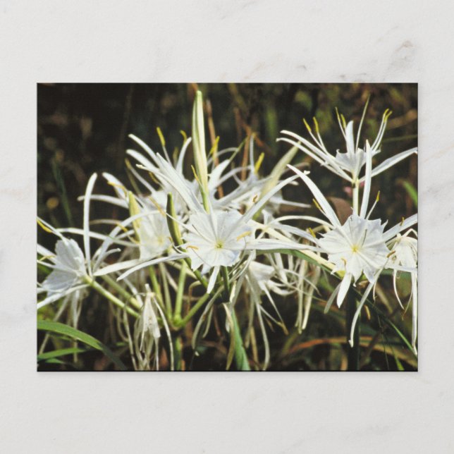 Carte Postale Spider Lily (Devant)