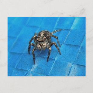 Carte postale Spider Noir & Blanc Sel
