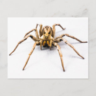 Carte Postale Spider Sense