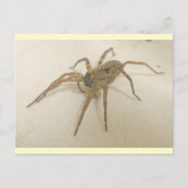Carte postale Spider Visitor de cuisine (Devant)