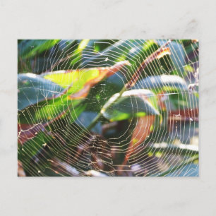 Carte Postale Spider Webs
