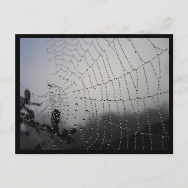 Carte postale Spiderweb (Devant)