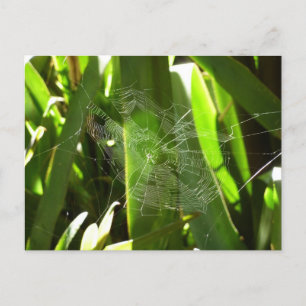 Carte Postale Spiderweb dans Tropical Leaves Nature