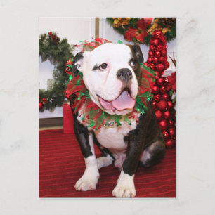 Carte Postale Spike - English Bulldog - Kahley