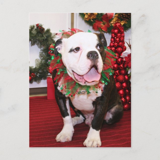 Carte Postale Spike - English Bulldog - Kahley (Devant)