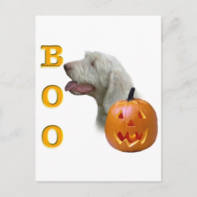 Carte Postale Spinone Italiano Boo (Devant)