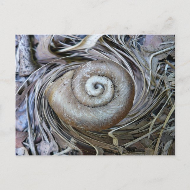 Carte postale Spirale Coquille Snail (Devant)
