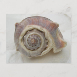 Carte Postale Spire Spiral Crown Shell Photographie