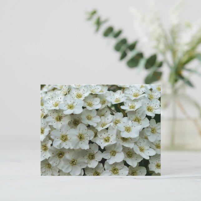 Carte Postale Spirea Arguta (Debout devant)