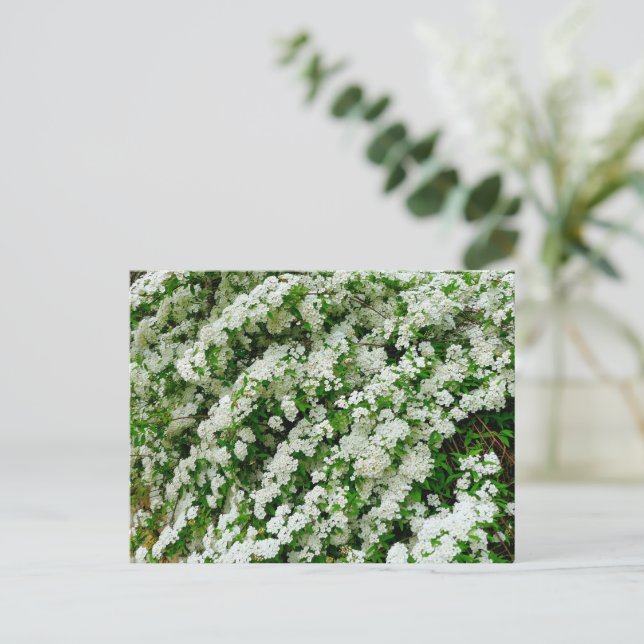Carte Postale Spirea Arguta (Debout devant)