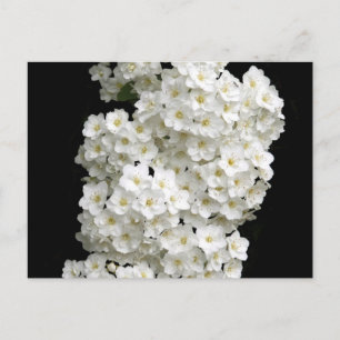 Carte postale Spirea Arguta