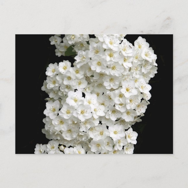 Carte postale Spirea Arguta (Devant)