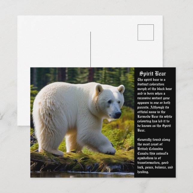 Carte postale Spirit Bear (Devant / Derrière)