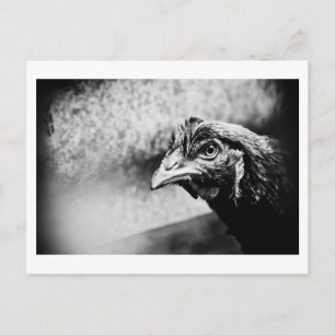 Carte Postale spiritueux et poulets