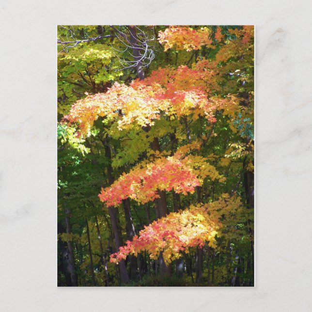 Carte Postale splendeur d'automne (Devant)