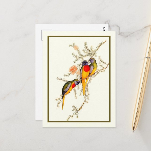 Carte Postale Splendide Parakeet Grass-Parakeet, Vintage (Devant/Arrière en situation)
