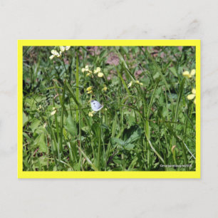 Carte Postale "Splendor in the Grass"
