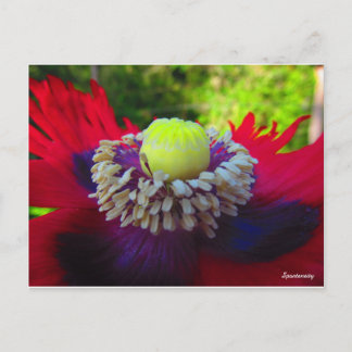 Carte Postale Spontanité