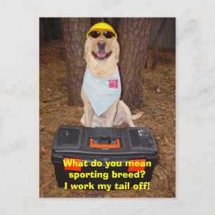 Carte Postale Sporting Breed ?