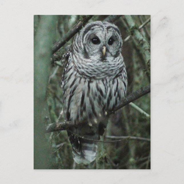 Carte Postale Spot the Owl Postcard 02 (Devant)