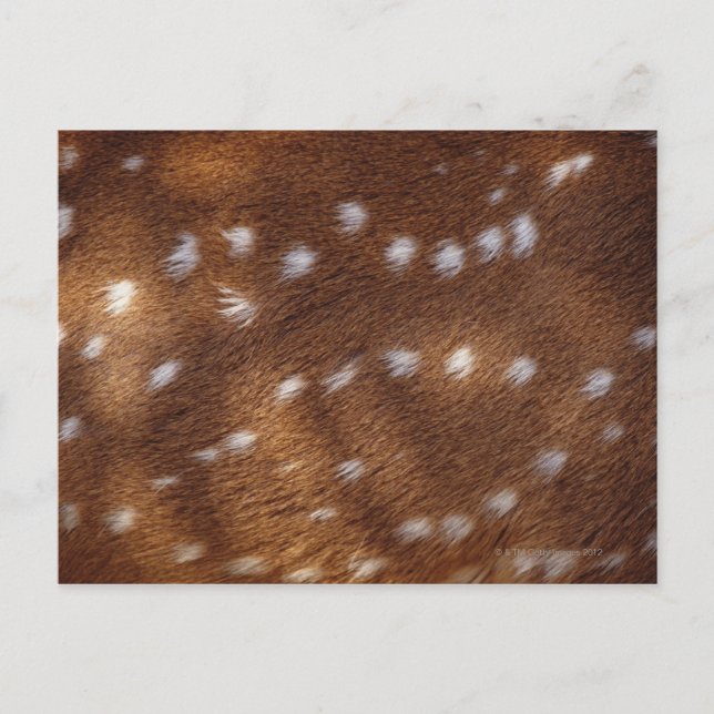 Carte Postale Spots sur un animal (Devant)