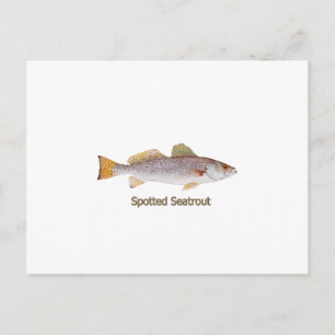 Carte Postale Spotted Seatrout (titre)