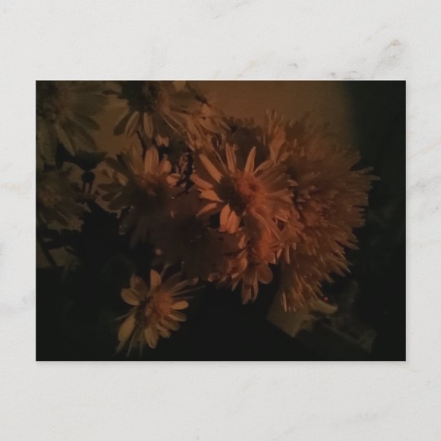 Carte Postale Spray chrysanthemums under dim lighting (Devant)