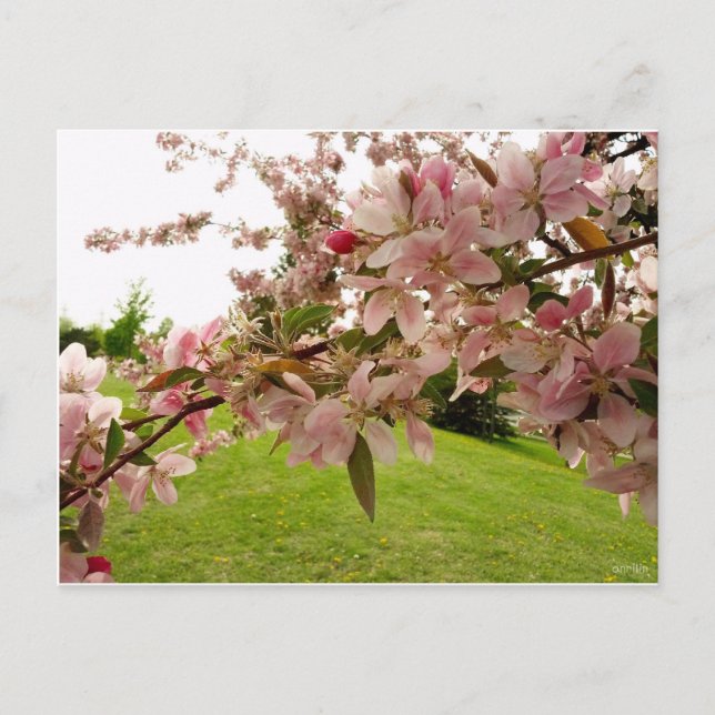 Carte Postale Spring Blossoms (Devant)