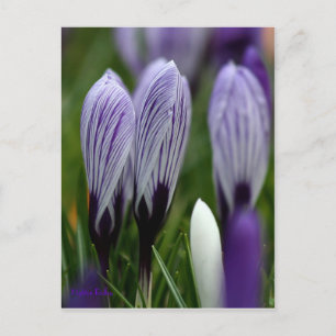 Carte postale Spring Crocus