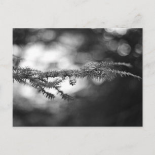 Carte postale Spring Hope Pinecone