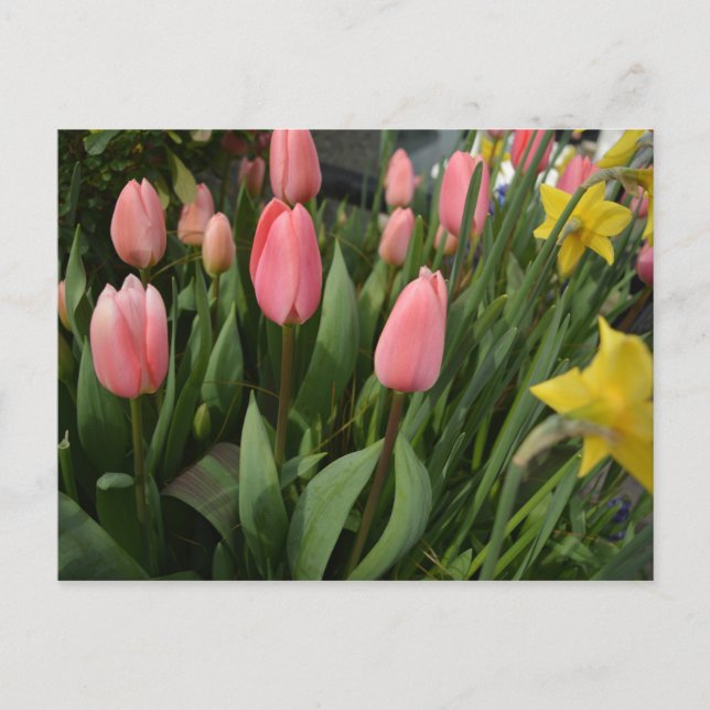 Carte Postale Spring pink tulip flowers happy birthday (Devant)