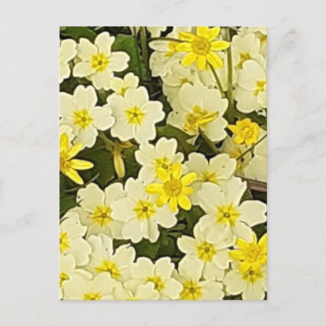 Carte postale Spring Primroses (Devant)