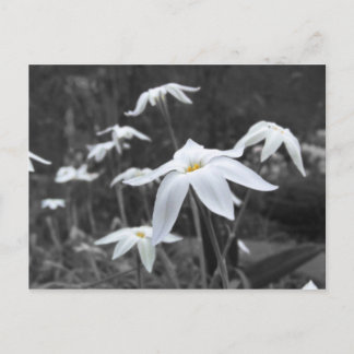 Carte postale Spring Starfleurs