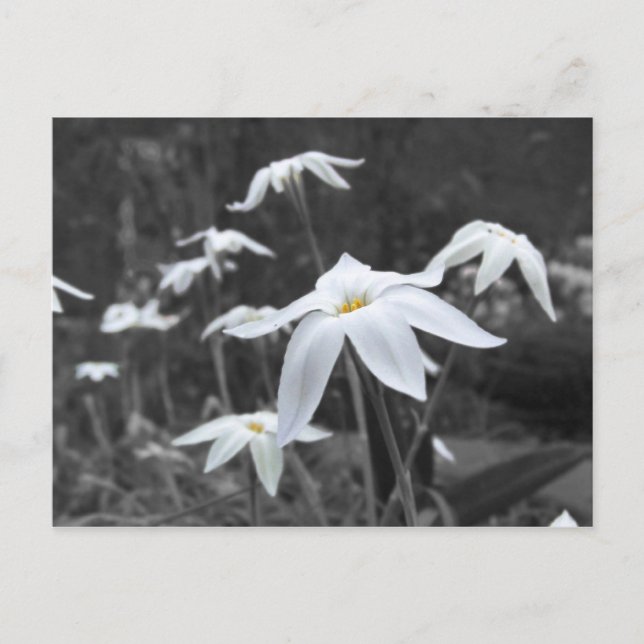 Carte postale Spring Starfleurs (Devant)