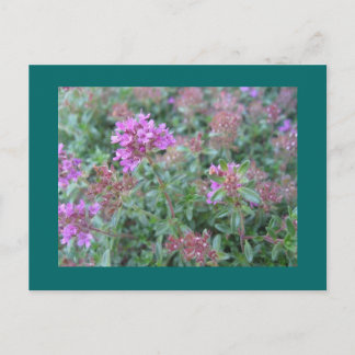 Carte postale Spring Thyme