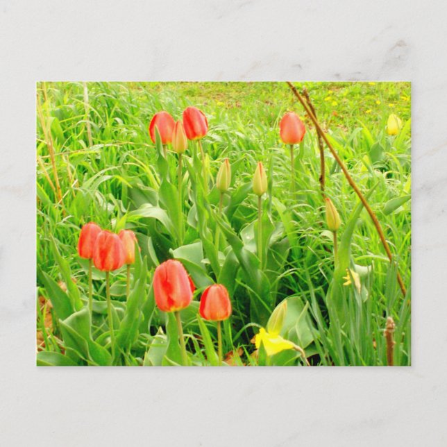 Carte postale Spring Time 3 (Devant)
