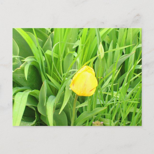 Carte postale Spring Time 5 (Devant)