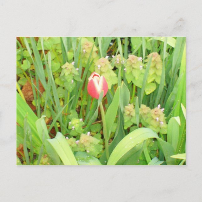 Carte postale Spring Time 6 (Devant)