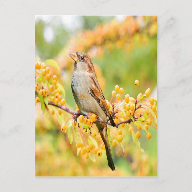 Carte Postale Spring time Sparrow (Devant)