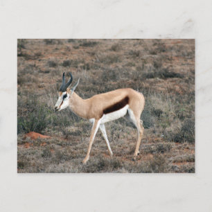 Carte Postale Springbok