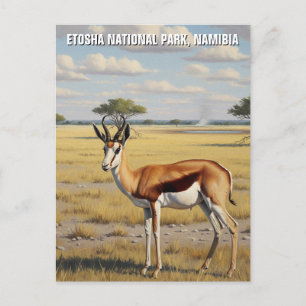 Carte Postale Springbok Etosha National Park Namibie Travel