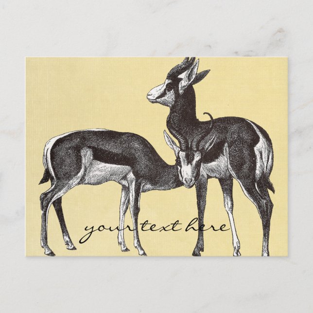 Carte postale Springbok vintage (Devant)