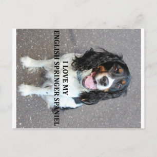 Carte Postale springer anglais spaniel noir blanc brun amour ave