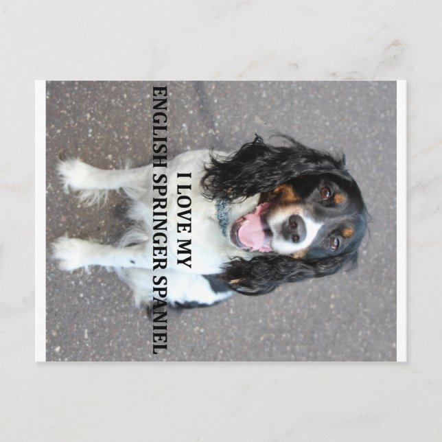 Carte Postale springer anglais spaniel noir blanc brun amour ave (Devant)