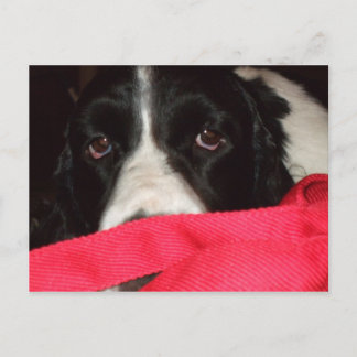 Carte Postale Springer Postcard