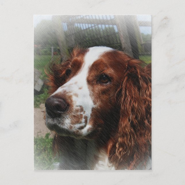 Carte Postale Springer Spaniel Chien Art (Devant)
