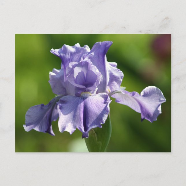 Carte Postale "Springtime Blues" Iris Photographie (Devant)