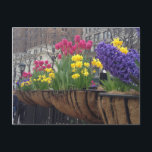 Carte Postale Springtime en Greeley Carré NYC Flowers New York<br><div class="desc">Postcard présente une photo originale d'une boîte de fenêtre de fleurs colorées plantées au début du printemps à Greeley Carré dans le centre-ville de Manhattan,  New York.</div>