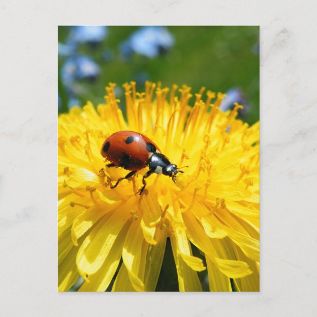 Carte Postale Springtime Ladybird sur Dandelion (Devant)