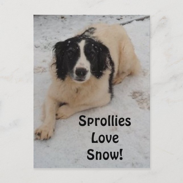 Carte Postale Sprollie Dans La Neige (Devant)